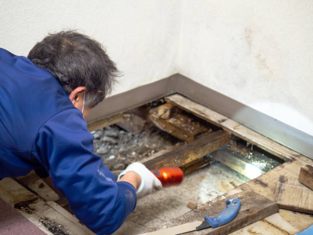 Professional Mold Remediation in New Market, MD